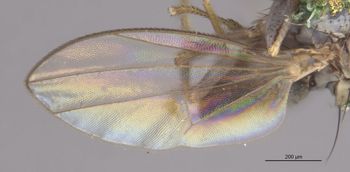 Media type: image;   Entomology 11148 Aspect: Wing front